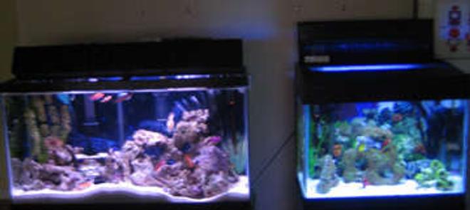 38 gallons saltwater fish tank (mostly fish, little/no live coral) - tank 1 and tank 2