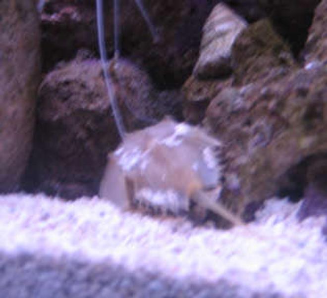 corals inverts - limulus polyphemus - horseshoe crab stocking in 38 gallons tank - tank 1 horseshoe crab