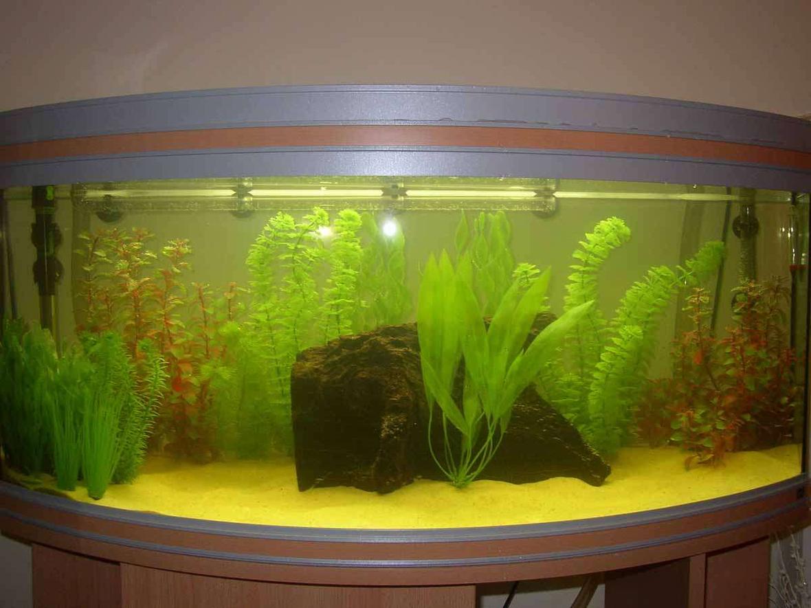 48 gallons freshwater fish tank (mostly fish and non-living decorations) - sorry about the dodgy camerawork