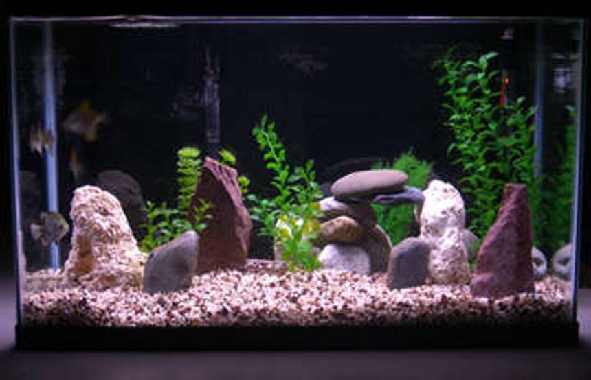 Rated #161: 29 Gallons Freshwater Fish Tank - 29 gallon brackish water.
Established November 12, 2006.
4 Monos, 2 White Tipped Shark Cats and a Green Scat.