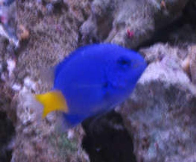 saltwater fish - chrysiptera parasema - yellowtail damselfish stocking in 38 gallons tank - Yellow tail damsel in tank 1