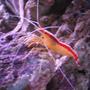corals inverts - lysmata amboinensis - scarlet skunk cleaner shrimp stocking in 38 gallons tank - Cleaner shrimp tank 1