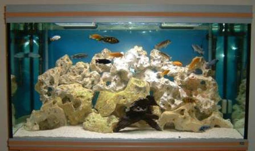 Rated #42: 80 Gallons Freshwater Fish Tank - This is my new fish tank, what do you think for a beginner?