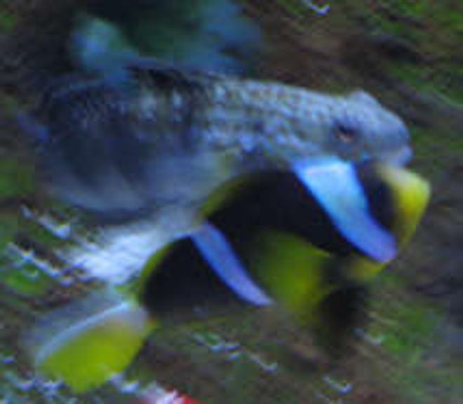 saltwater fish - amblygobius phalaena - bullet goby stocking in 38 gallons tank - bullet goby just about to bite clownfish in tank 2