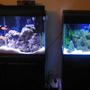 38 gallons saltwater fish tank (mostly fish, little/no live coral) - Tank 1 (right) Tank 2 (left)