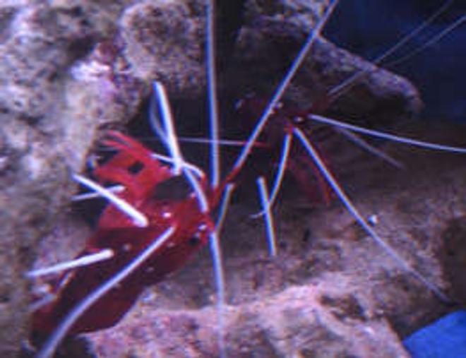 corals inverts - lysmata debelius - blood red fire shrimp stocking in 38 gallons tank - tank 1 both blood shrimp