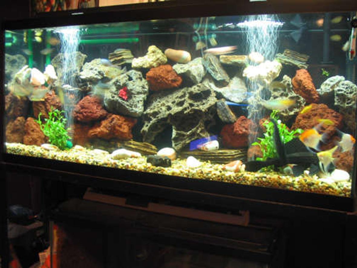 55 gallons freshwater fish tank (mostly fish and non-living decorations) - MY SECOND FAMILY