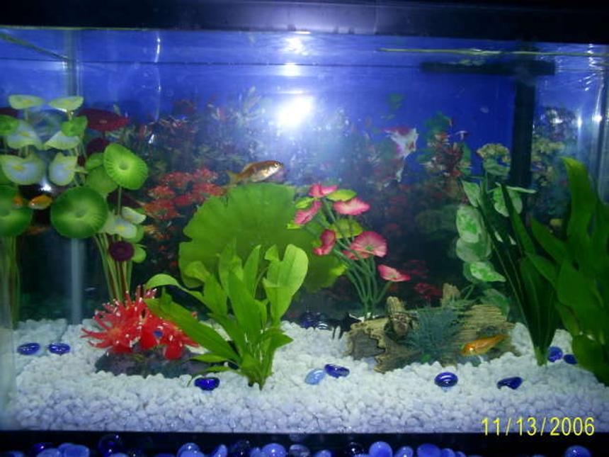 Rated #320: 10 Gallons Freshwater Fish Tank - And another.