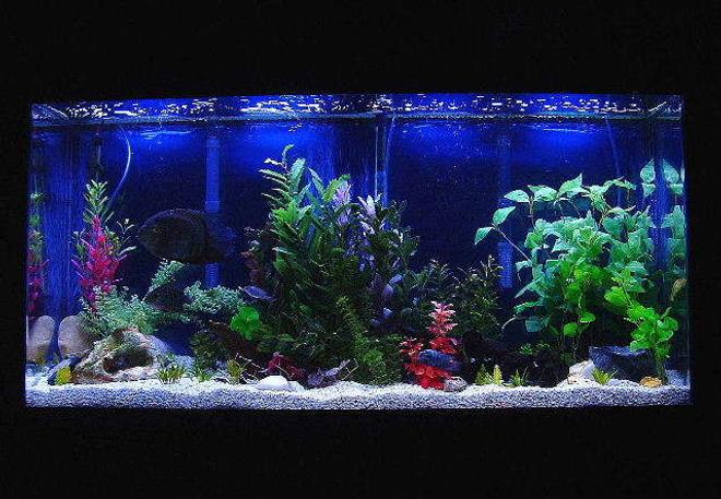 55 gallons freshwater fish tank (mostly fish and non-living decorations) - 67 gallon freshwater.