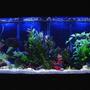 55 gallons freshwater fish tank (mostly fish and non-living decorations) - 67 gallon freshwater.