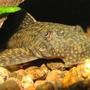 freshwater fish - ancistrus tamboensis - catfish stocking in 50 gallons tank - Ancistrus tamboensis