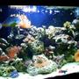 58 gallons reef tank (mostly live coral and fish) - I have a naso tang, two fire fish, yellow watchman goby, gudgeon goby, neon dottyback, bicolor blenny, mandarian goby, jaw fish, orcid dottyback, six lined wrasse, and tons of inverts There are four types of mushrooms-brown fuzzies, electric blues, green fuzzies, and green, four types of polyps-yellow, green stars, green button, and red sand, a fiji yellow leather, devils hand leather, five headed frog spawn, bubble coral, cup coral, and a clam.