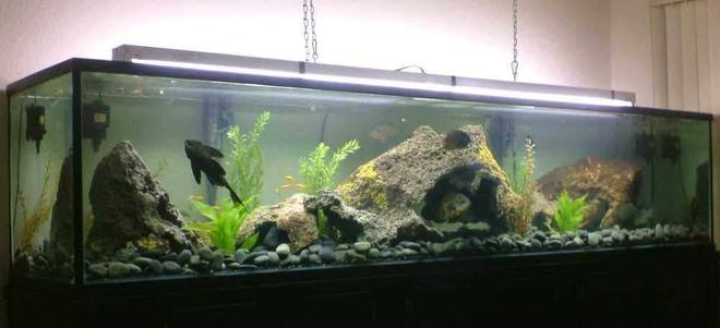 360 gallons freshwater fish tank (mostly fish and non-living decorations) - My 360 Gallon Aquarium