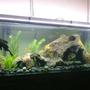 360 gallons freshwater fish tank (mostly fish and non-living decorations) - My 360 Gallon Aquarium