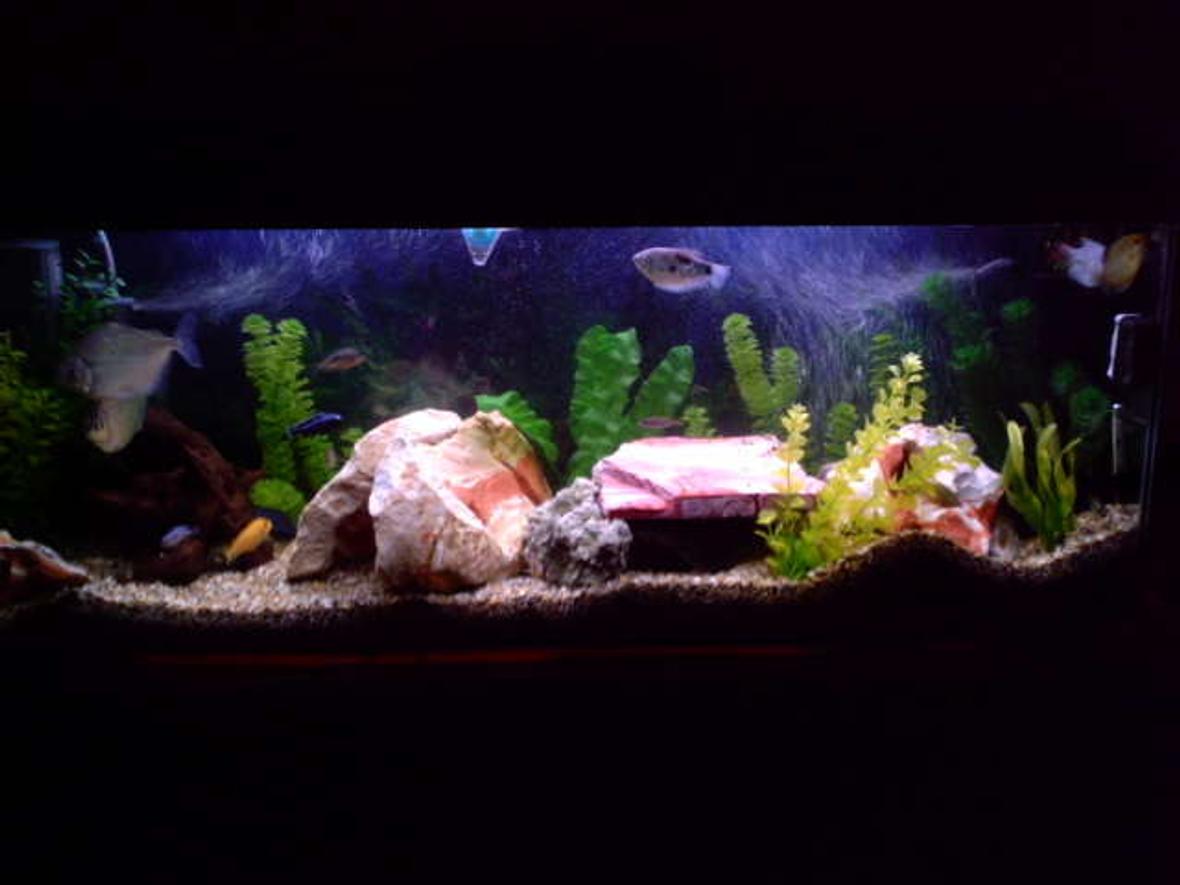 4 gallons freshwater fish tank (mostly fish and non-living decorations) - This is our 4 foot tank, has mostly cichlid mbuna, 2 fire mouth, 2 bolivian rams, 1 fuelleborni, 1 zebra morph, 2 kribensis, 2 silver dollars, 3 guorami, 1 pleco, 1 cat fish