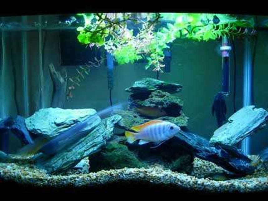 Rated #115: 20 Gallons Freshwater Fish Tank - Lake Malawi Mbuna Tank