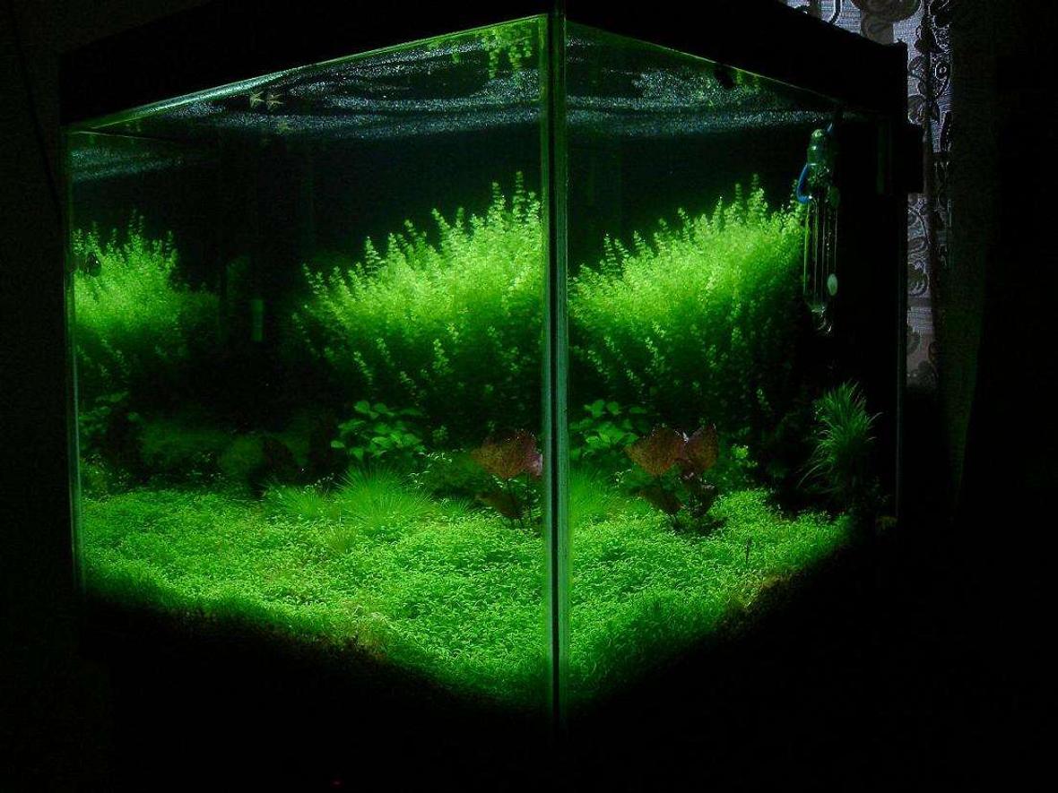 75 gallons planted tank (mostly live plants and fish) - My Planted Tank