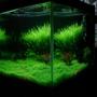 75 gallons planted tank (mostly live plants and fish) - My Planted Tank