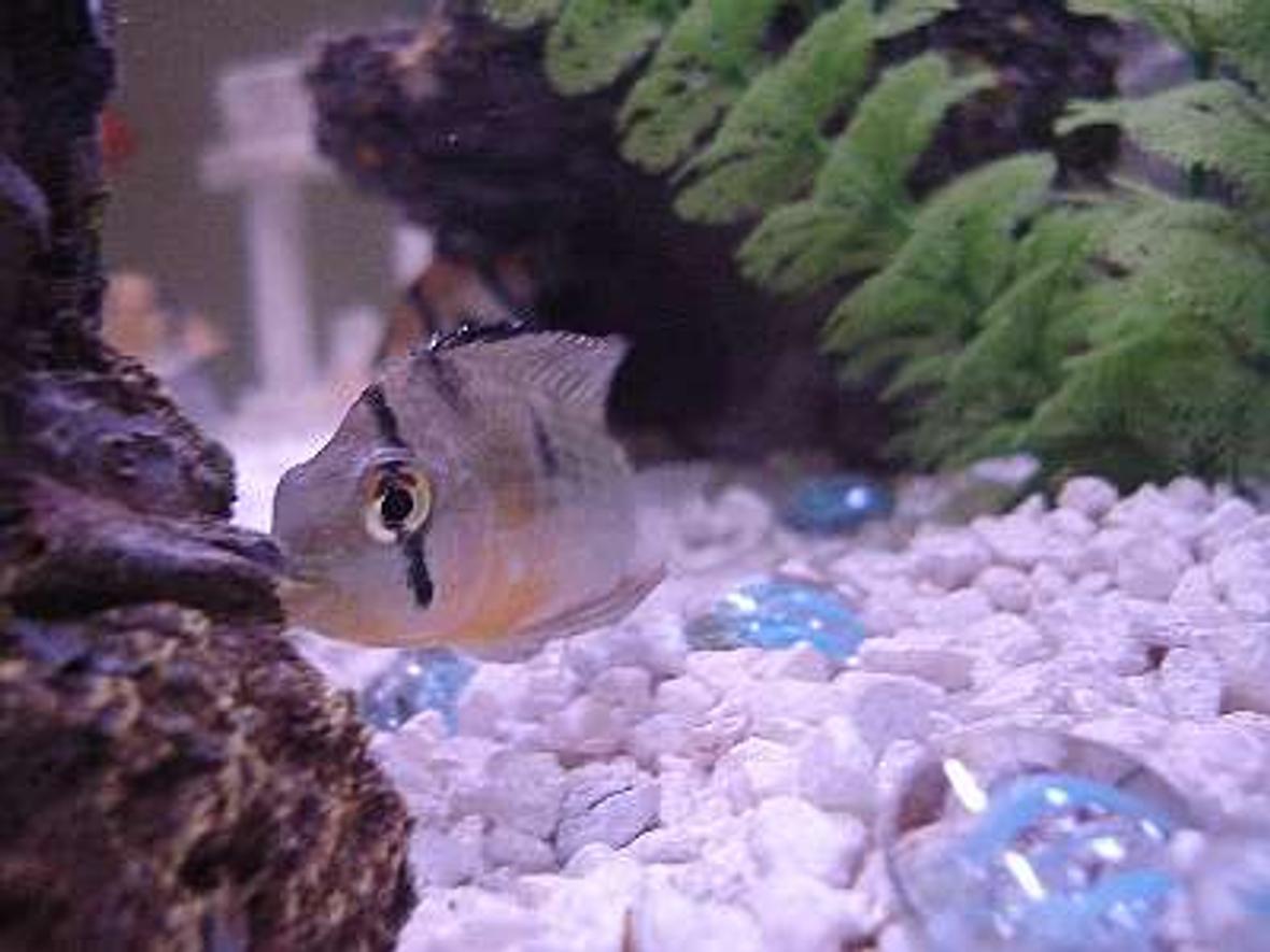 freshwater fish - cleithracara maronii - keyhole cichlid stocking in 30 gallons tank - Does anyone what type of fish this is?