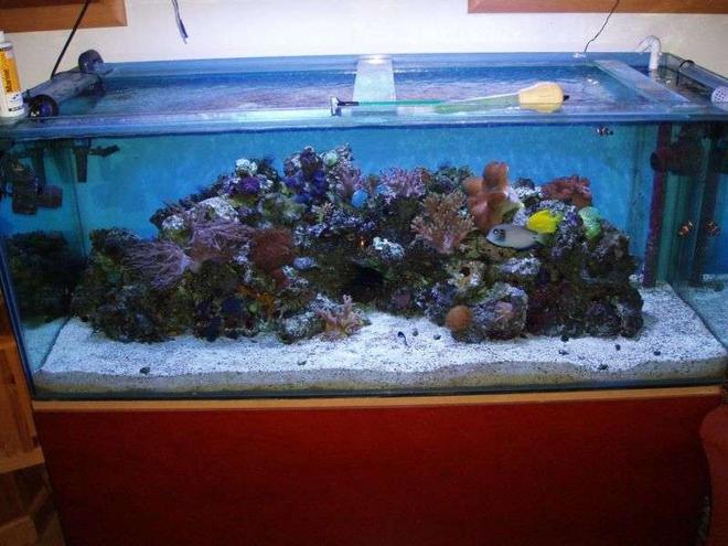 150 gallons reef tank (mostly live coral and fish) - 1 year on