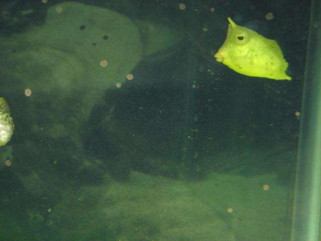 saltwater fish - lactoria cornuta - cowfish longhorn stocking in 120 gallons tank - long honrn