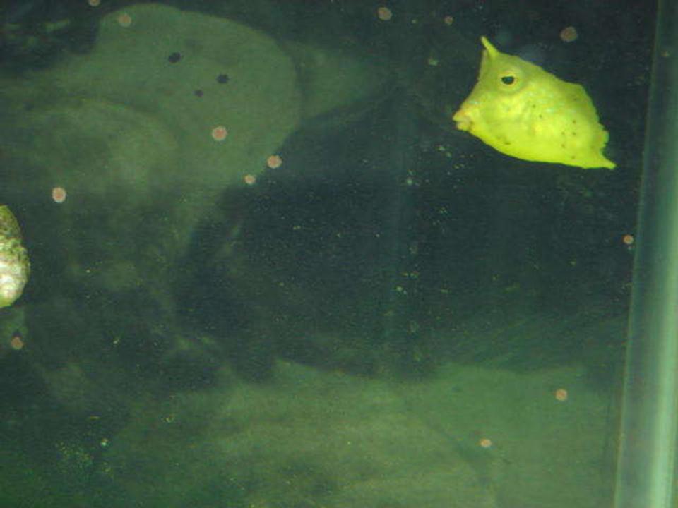 saltwater fish - lactoria cornuta - cowfish longhorn stocking in 120 gallons tank - long honrn