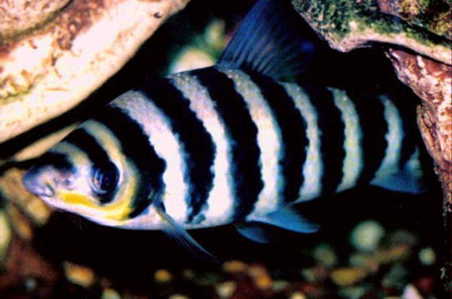 freshwater fish - leporinus fasciatus - banded leporinus stocking in 55 gallons tank - Leporinus