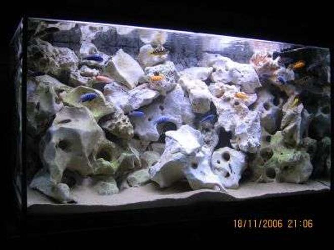 100 gallons freshwater fish tank (mostly fish and non-living decorations) - 400 ltr mbuna malawi