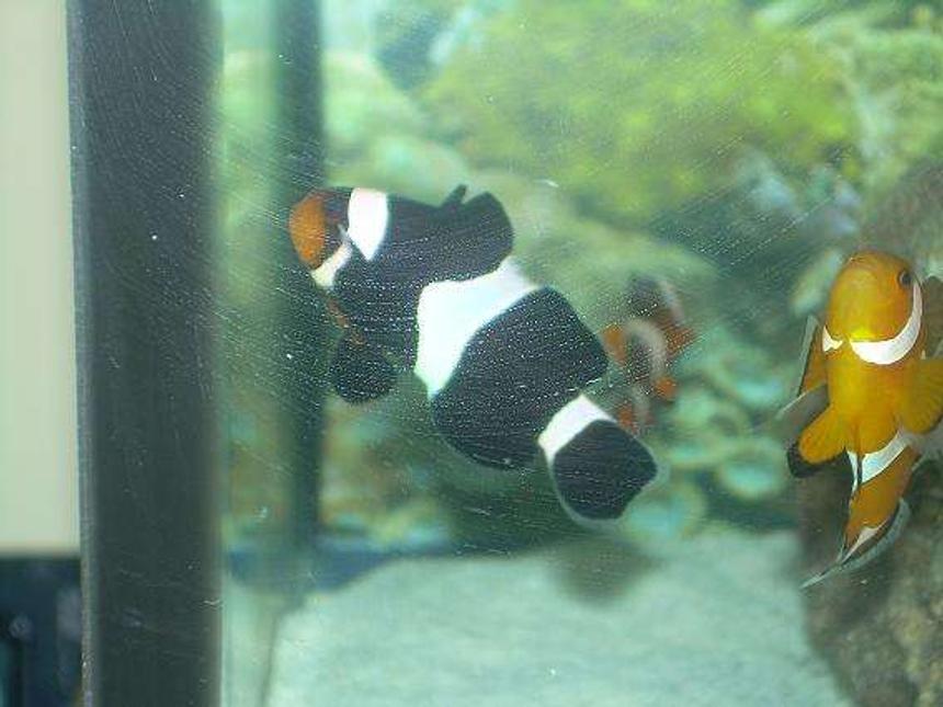 Rated #60: Saltwater Fish - Amphiprion Ocellaris Var. - Black & White Ocellaris Clownfish Stocking In 29 Gallons Tank - Black percula