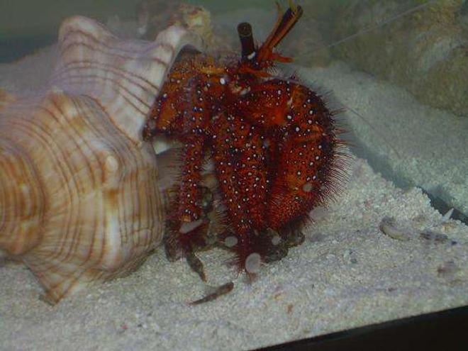 corals inverts - dardanus lagopodes - hairy red hermit crab stocking in 29 gallons tank - Red ocean hermit