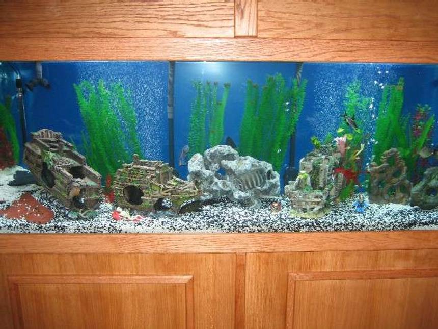 Rated #175: 320 Gallons Freshwater Fish Tank - Large Fish in Tank