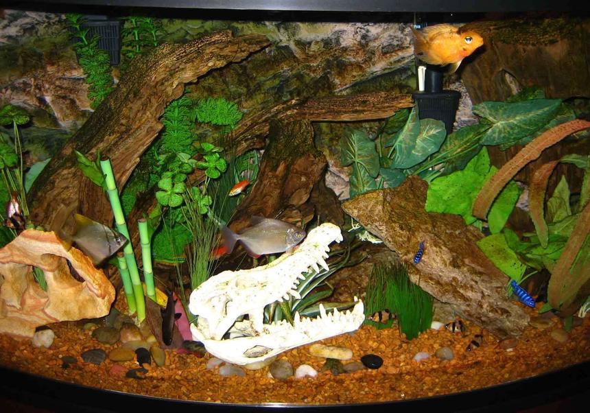 Rated #299: 46 Gallons Freshwater Fish Tank - 46 Gallon (semi-aggressive) community tank, est. July 2006.