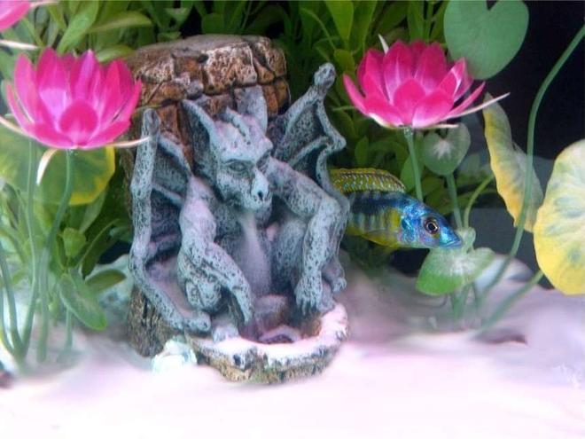 freshwater fish - nimbochromis venustus - venustus cichlid stocking in 55 gallons tank - Here's a pic of one of my Cichlids