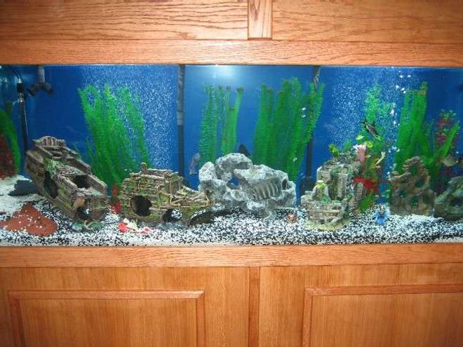 320 gallons freshwater fish tank (mostly fish and non-living decorations) - Large tank