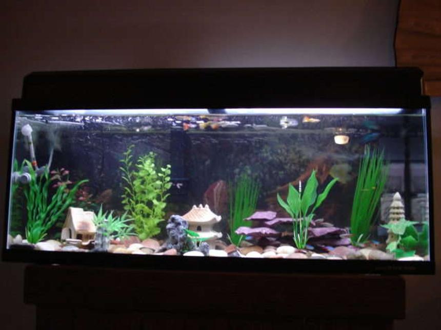 Rated #121: 29 Gallons Freshwater Fish Tank - Freshwater community tank with Japan underwater theme