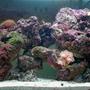 32 gallons reef tank (mostly live coral and fish) - Tank at nearly 2 months...
