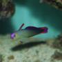 saltwater fish - nemateleotris decora - firefish, purple stocking in 32 gallons tank - Purple Firefish (Nemateleotris decora) - Fin Raised