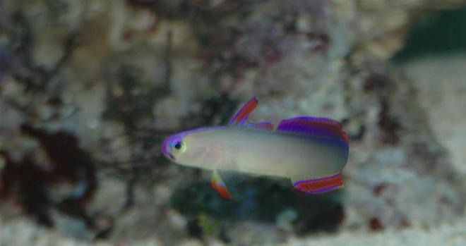 saltwater fish - nemateleotris decora - firefish, purple stocking in 32 gallons tank - Purple Firefish (Nemateleotris decora) - "I'm Outta here"