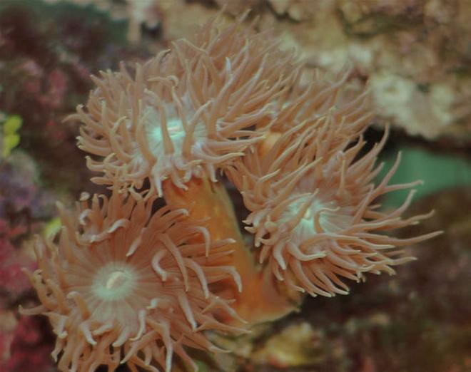 corals inverts - catalaphyllia jardinei - elegance coral stocking in 32 gallons tank - Some sort of branching Elegance