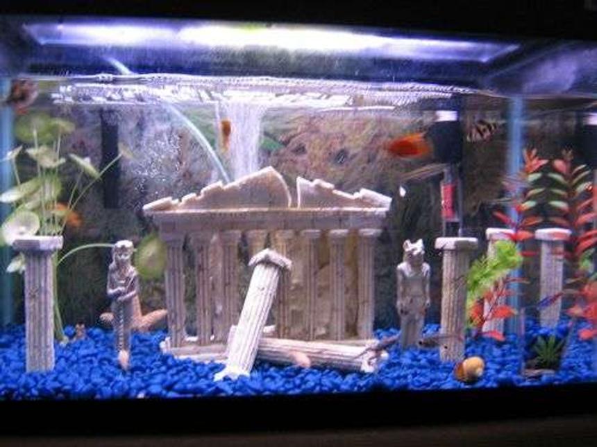 Rated #369: 10 Gallons Freshwater Fish Tank - HOT tank