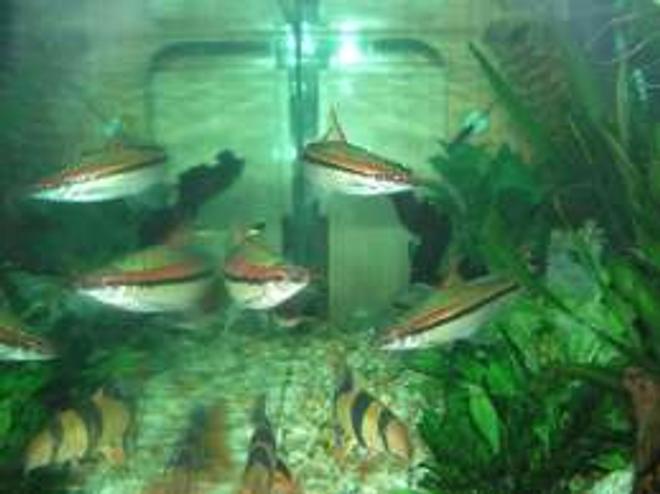 freshwater fish - barbus denisonii - denison barb stocking in 25 gallons tank - torpedos