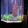35 gallons freshwater fish tank (mostly fish and non-living decorations) - VERY BAD PICTURE NEW ONE SOON
