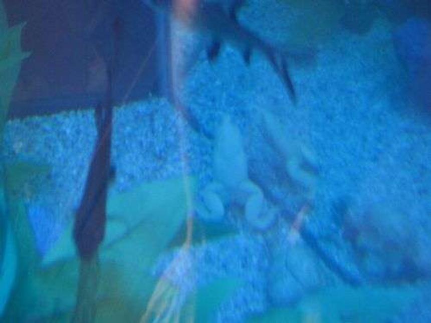 Rated #61: Corals Inverts Stocking In 35 Gallons Tank - ?