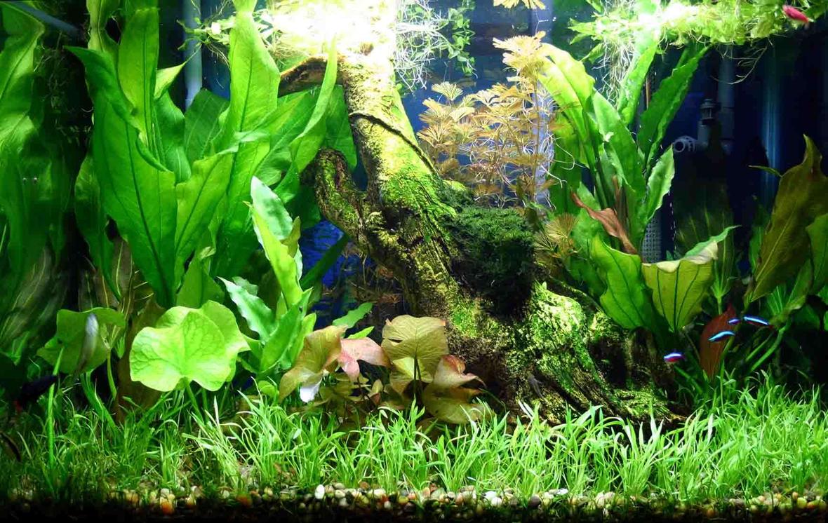 50 gallons planted tank (mostly live plants and fish) - 50 Gallon Planted Aquarium