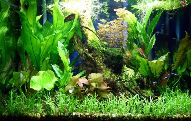 50 gallons planted tank (mostly live plants and fish) - 50 Gallon Planted Aquarium