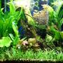 50 gallons planted tank (mostly live plants and fish) - 50 Gallon Planted Aquarium