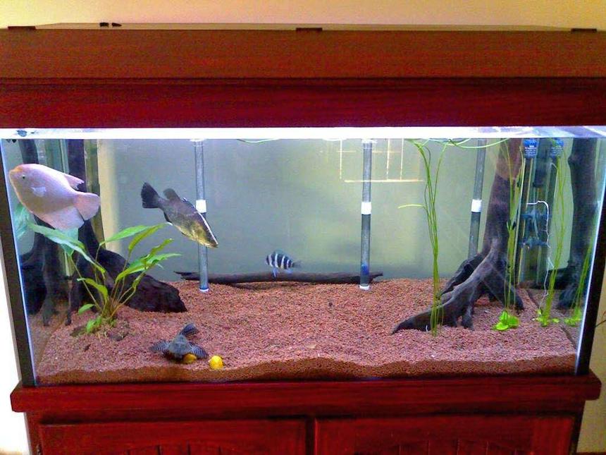 Rated #298: Freshwater Fish Tank - a