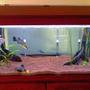 freshwater fish tank (mostly fish and non-living decorations) - a