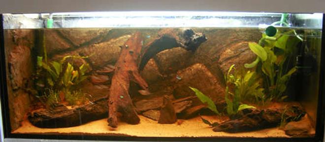 65 gallons freshwater fish tank (mostly fish and non-living decorations) - My Amazon set-up...