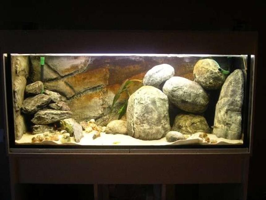 Rated #870: 65 Gallons Freshwater Fish Tank - Tanganyika nr two, DIY, hollow rocks.